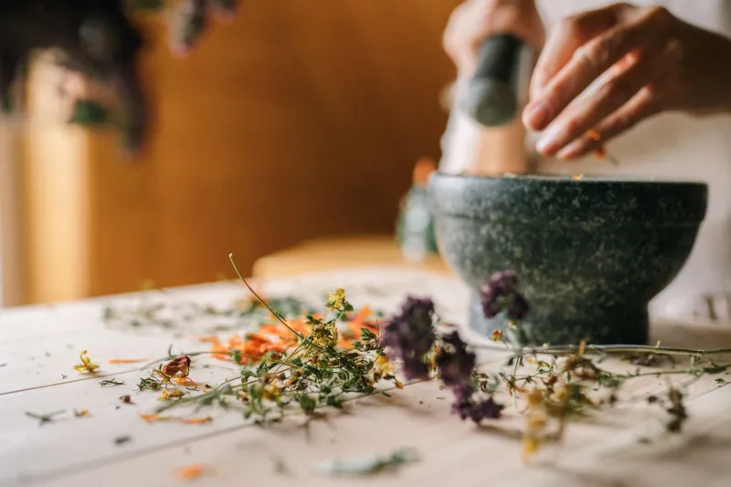 Bone, Bark, and Bandage: The Kitchen-Table Medicine That Kept Americans Standing Before Hospitals Took Over