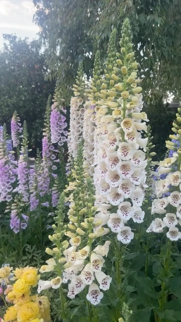 When Flower Beds Were Medicine Chests: The Secret Healing Logic Behind Victorian Gardens